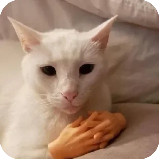 Sticker 🙌 🐈‍⬛اجتماع القطط