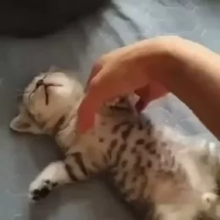 Video sticker 🌟 🐈‍⬛اجتماع القطط