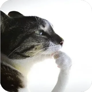 Video sticker 🐈‍⬛ 🐈‍⬛اجتماع القطط