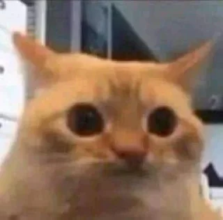 Video sticker 😐 🐈‍⬛اجتماع القطط
