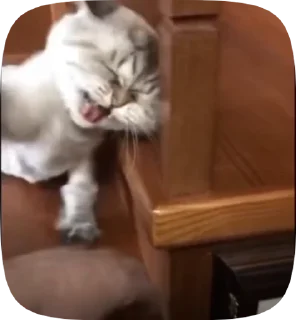Video sticker 😡 V0iD'S Sticker Animated 3 :: @fStikBot