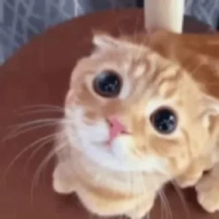 Video sticker 🐱 V0iD'S Sticker Animated 3 :: @fStikBot