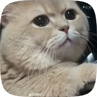 Video sticker 😭 Больше стиков тут: @stikery4