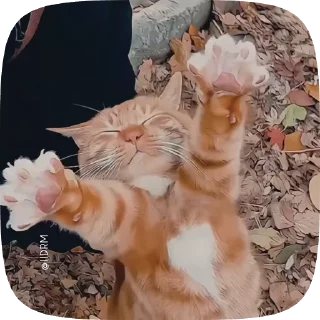 Video sticker 🤗 Больше стиков тут: @stikery4
