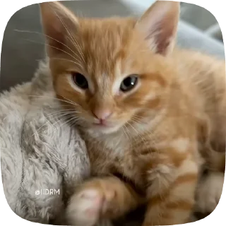 Video sticker 🥰 Больше стиков тут: @stikery4