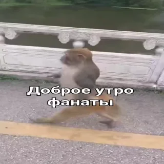 Video sticker ☀️ Мартышка пон by пыль¹