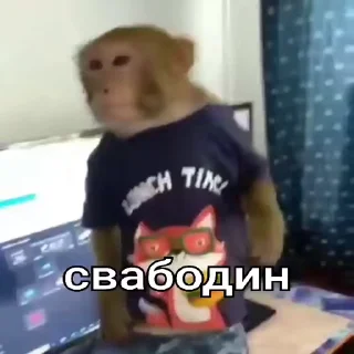 Video sticker 🤬 Мартышка пон by пыль¹