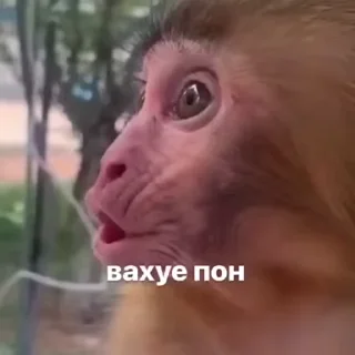 Telegram stiker 😗 Мартышка пон by пыль¹