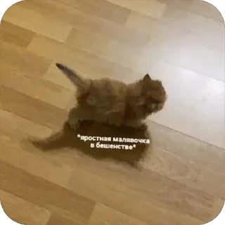 Video sticker 😤 Больше стиков тут: @archstick