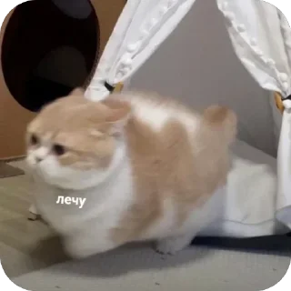 Video sticker 🔥 Больше стиков тут: @archstick