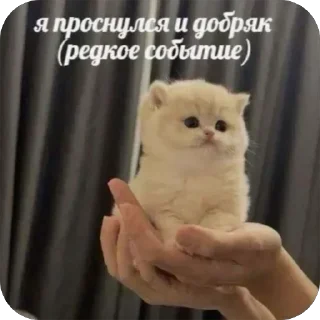 Telegram sticker 🔥 Больше стиков тут: @archstick