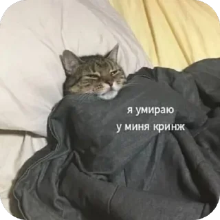 Telegram sticker 🐱 Больше стиков тут: @archstick