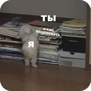 Video sticker 🥰 Больше стиков тут: @archstick