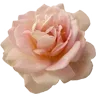 Video sticker 🌹 nice ➜ @emoji1