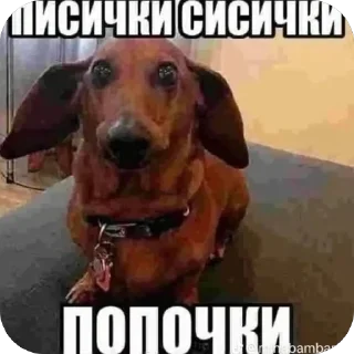 Telegram sticker 🪧 Чижовая😈