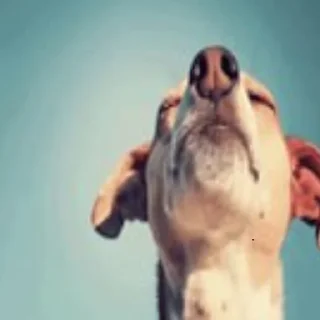 Video sticker 😭 ⛓️✊🏿⛓️