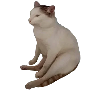 Telegram sticker 👍 Grupo’s Greatest Hits