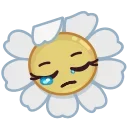 Telegram sticker 😔 Daisy Romashka