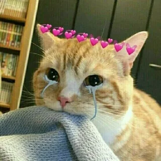 Video sticker 😭 🐱 CAT MEME 🐱 :: @fStikBot