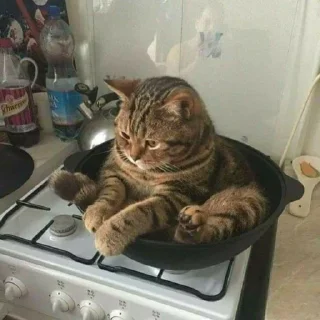 Telegram sticker 😥 🐱 CAT MEME 🐱 :: @fStikBot