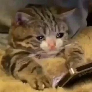 Telegram sticker 😭 🐱 CAT MEME 🐱 :: @fStikBot