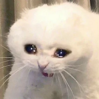Video sticker 😭 🐱 CAT MEME 🐱 :: @fStikBot