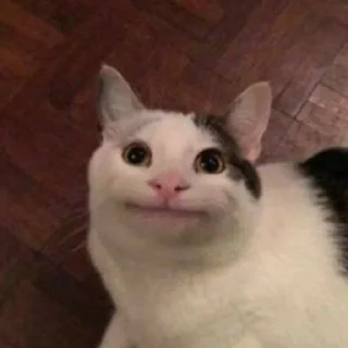 Telegram sticker 😐 🐱 CAT MEME 🐱 :: @fStikBot