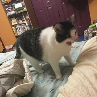 Sticker 🤬 🐱 CAT MEME 🐱 :: @fStikBot