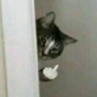 Telegram sticker 🖕 🐱 CAT MEME 🐱 :: @fStikBot