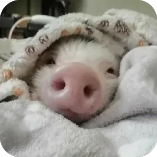 Телеграм стикер 🫥 duda