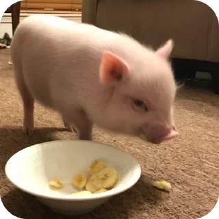 Телеграм стикер 🫥 duda