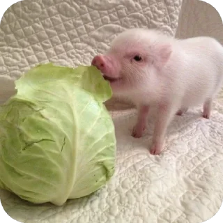 Телеграм стикер 🫥 duda