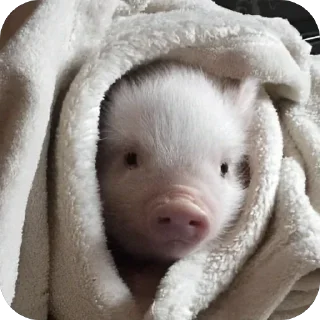 Video sticker 🫥 duda