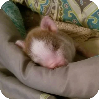 Video sticker 🫥 duda