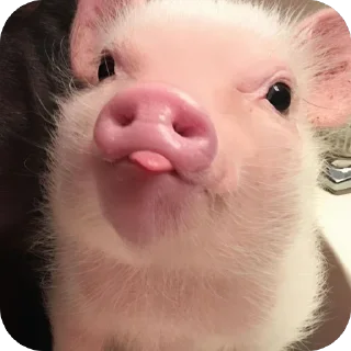 Телеграм стикер 🫥 duda