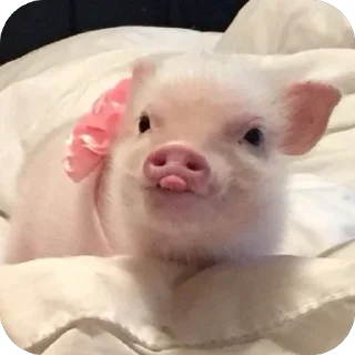 Телеграм стикер 🫥 duda