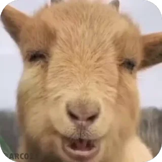 Video sticker 🦛 Lupissss :: @fStikBot