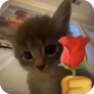 Video sticker 😀 Cute.cri