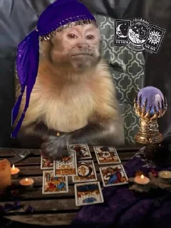 Video sticker 🌟 The Coquete :: @fStikBot