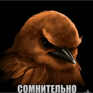 Telegram stiker 🤔 Вряд-ли | птицы @BLBTGK