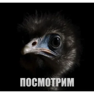Telegram stiker 🤔 Вряд-ли | птицы @BLBTGK