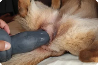 Video sticker 🥠 Yummy Cookies @bestialityC