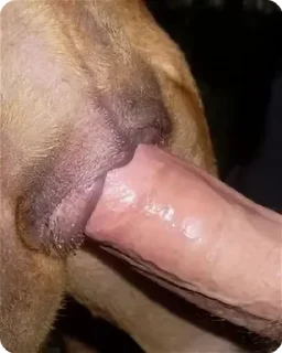 Video sticker 🥠 Yummy Cookies @bestialityC