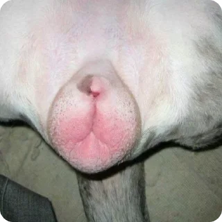 Video sticker 🥠 Yummy Cookies @bestialityC