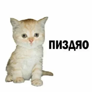 Telegram sticker 🌟 Войбовые стикеры ⭐