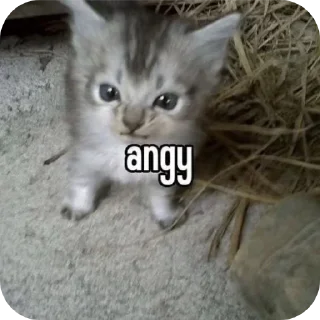 Telegram stiker 🐱 Random @diazskit_2