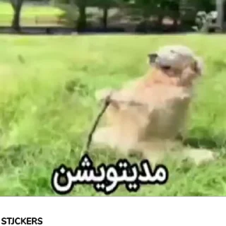 Video sticker 🐶 @stjckers @gpstick @Majazinoo_accbot