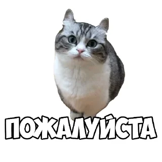 Телеграм стикер 🐱 Cuymr | От @GrowaGardenInTg