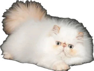 Video sticker 🌟 myrziki💝 :: @fStikBot