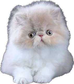 Telegram sticker 🥺 myrziki💝 :: @fStikBot